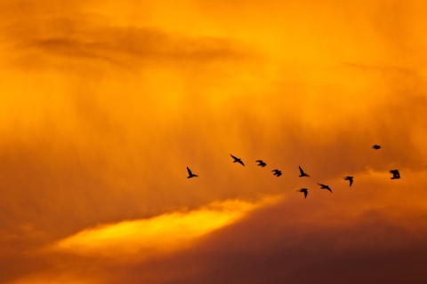 Screenshot №1 pro téma Orange Sky And Birds 480x320