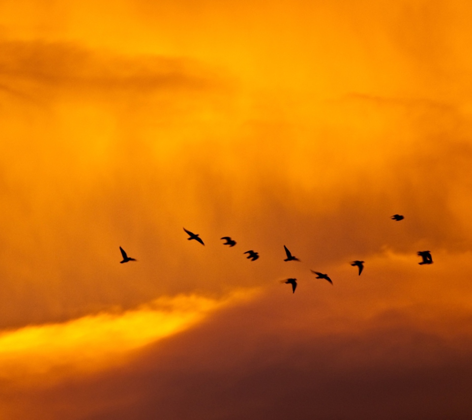 Das Orange Sky And Birds Wallpaper 960x854