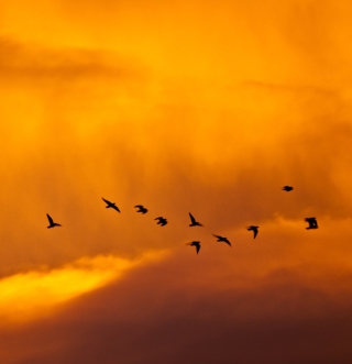 Orange Sky And Birds Picture for 208x208