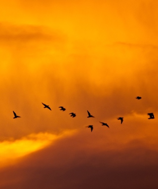 Orange Sky And Birds - Obrázkek zdarma pro 320x480