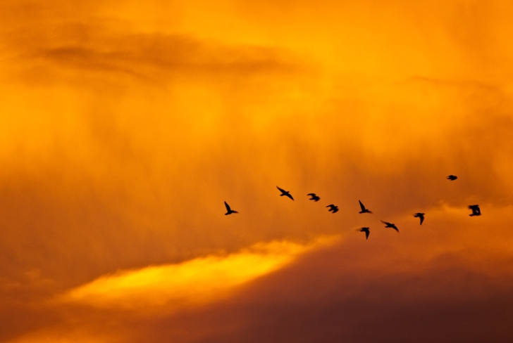 Fondo de pantalla Orange Sky And Birds