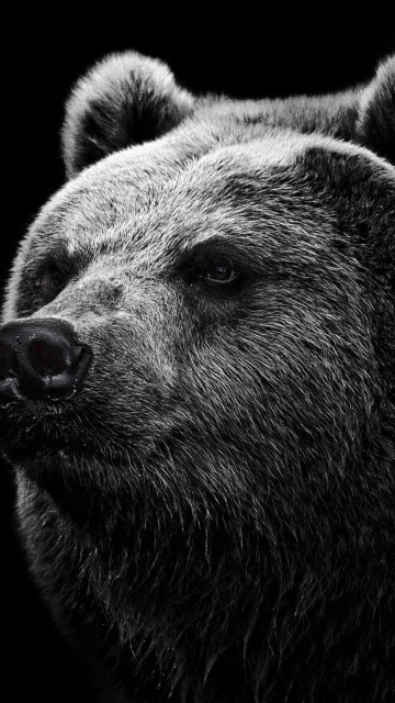 Big Bear screenshot #1 360x640