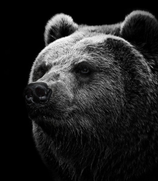 Big Bear - Obrázkek zdarma pro Nokia Asha 300