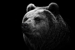 Big Bear - Obrázkek zdarma pro Android 600x1024