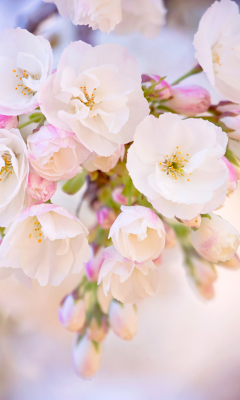 Cherry Blossom Branch wallpaper 240x400