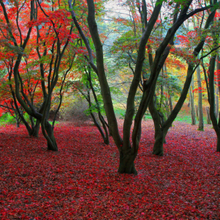 Magical Forest - Obrázkek zdarma pro 1024x1024