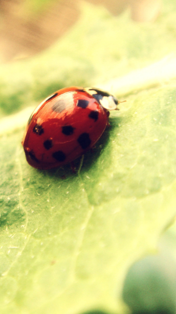 Sfondi Ladybug On Green Leaf 360x640