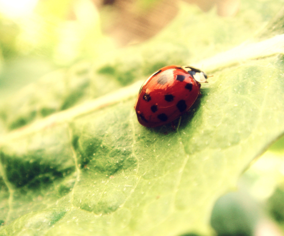 Обои Ladybug On Green Leaf 960x800