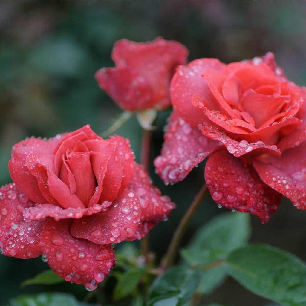 Screenshot №1 pro téma Dew Drops On Beautiful Red Roses 1024x1024