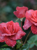 Dew Drops On Beautiful Red Roses screenshot #1 132x176