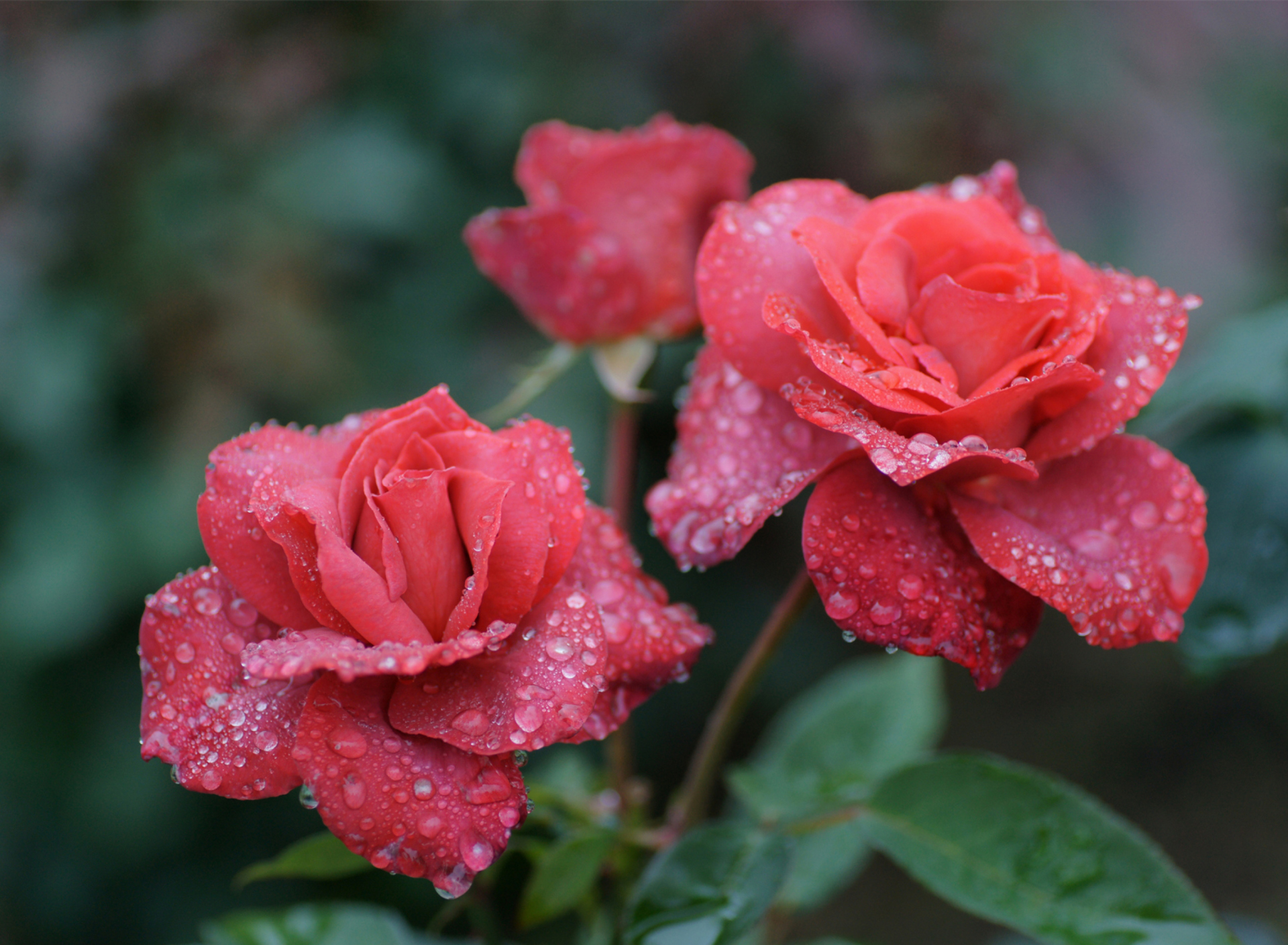 Dew Drops On Beautiful Red Roses wallpaper 1920x1408