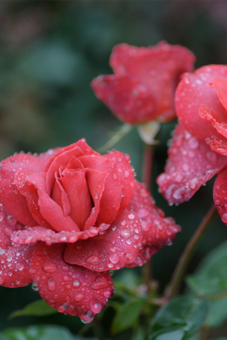 Fondo de pantalla Dew Drops On Beautiful Red Roses 320x480