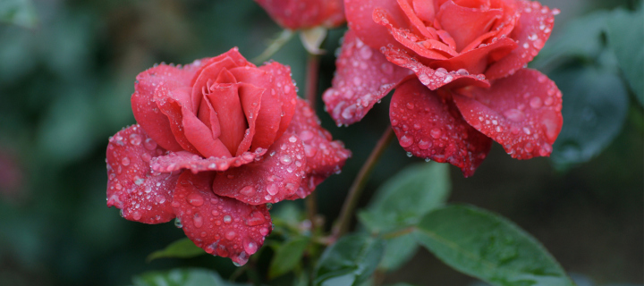 Dew Drops On Beautiful Red Roses wallpaper 720x320