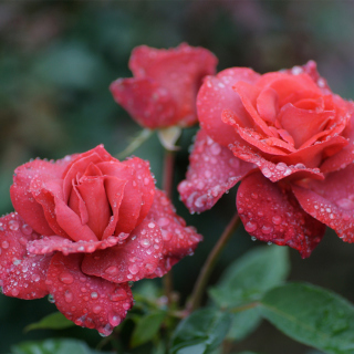 Kostenloses Dew Drops On Beautiful Red Roses Wallpaper für 208x208
