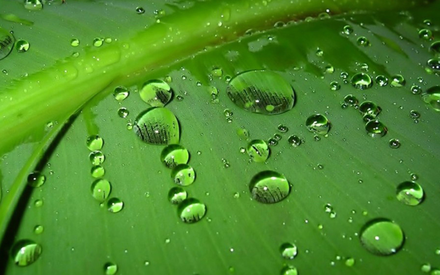 Sfondi Green Drops 1680x1050