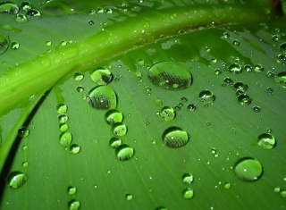 Free Green Drops Picture for Android, iPhone and iPad