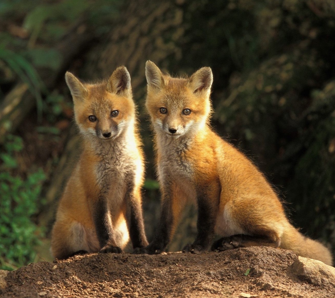 Fondo de pantalla Baby Foxes 1080x960