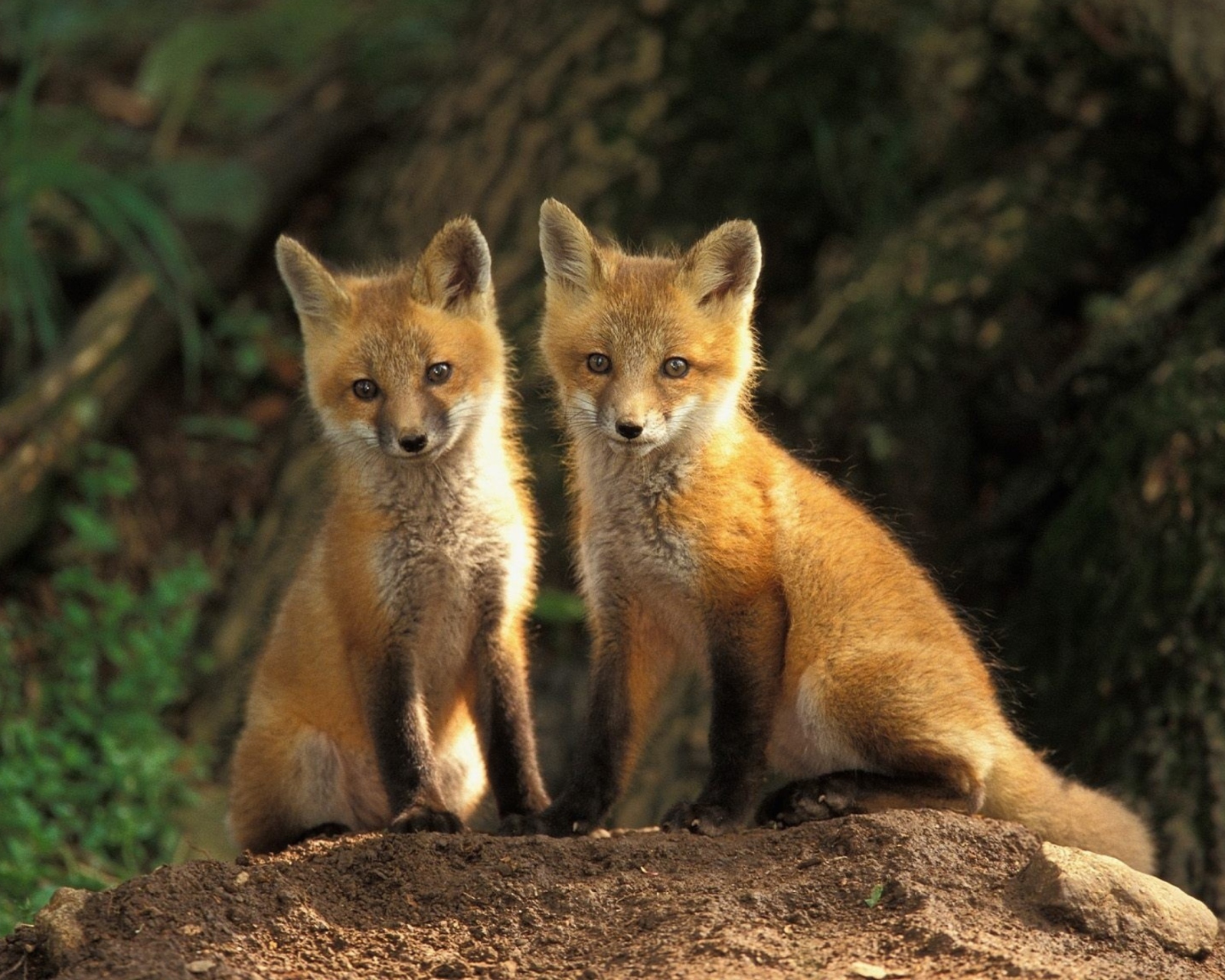 Обои Baby Foxes 1600x1280