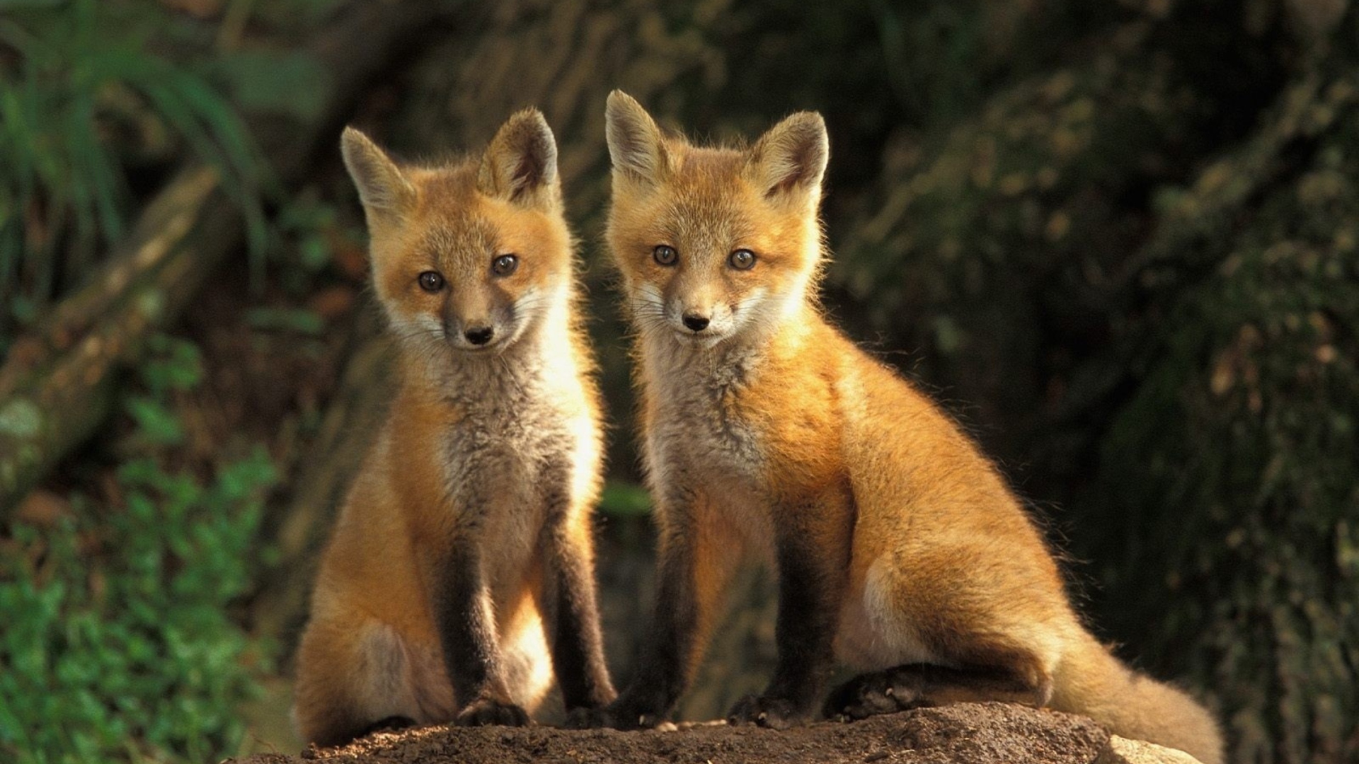 Baby Foxes wallpaper 1920x1080