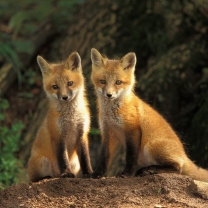 Обои Baby Foxes 208x208