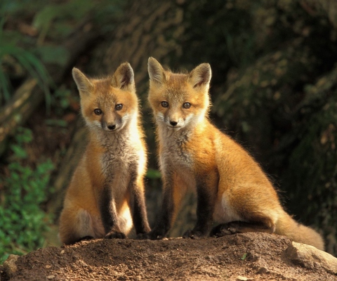 Baby Foxes screenshot #1 480x400