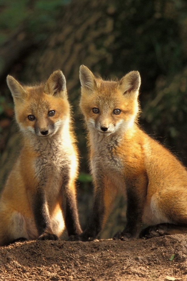 Das Baby Foxes Wallpaper 640x960