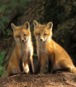 Baby Foxes - Obrázkek zdarma pro 132x176