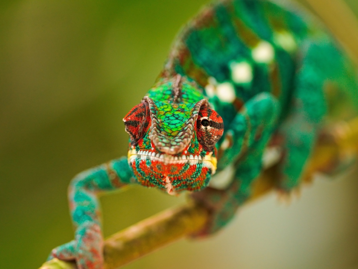 Sfondi Colorful Chameleon Macro 1152x864