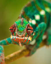 Screenshot №1 pro téma Colorful Chameleon Macro 176x220