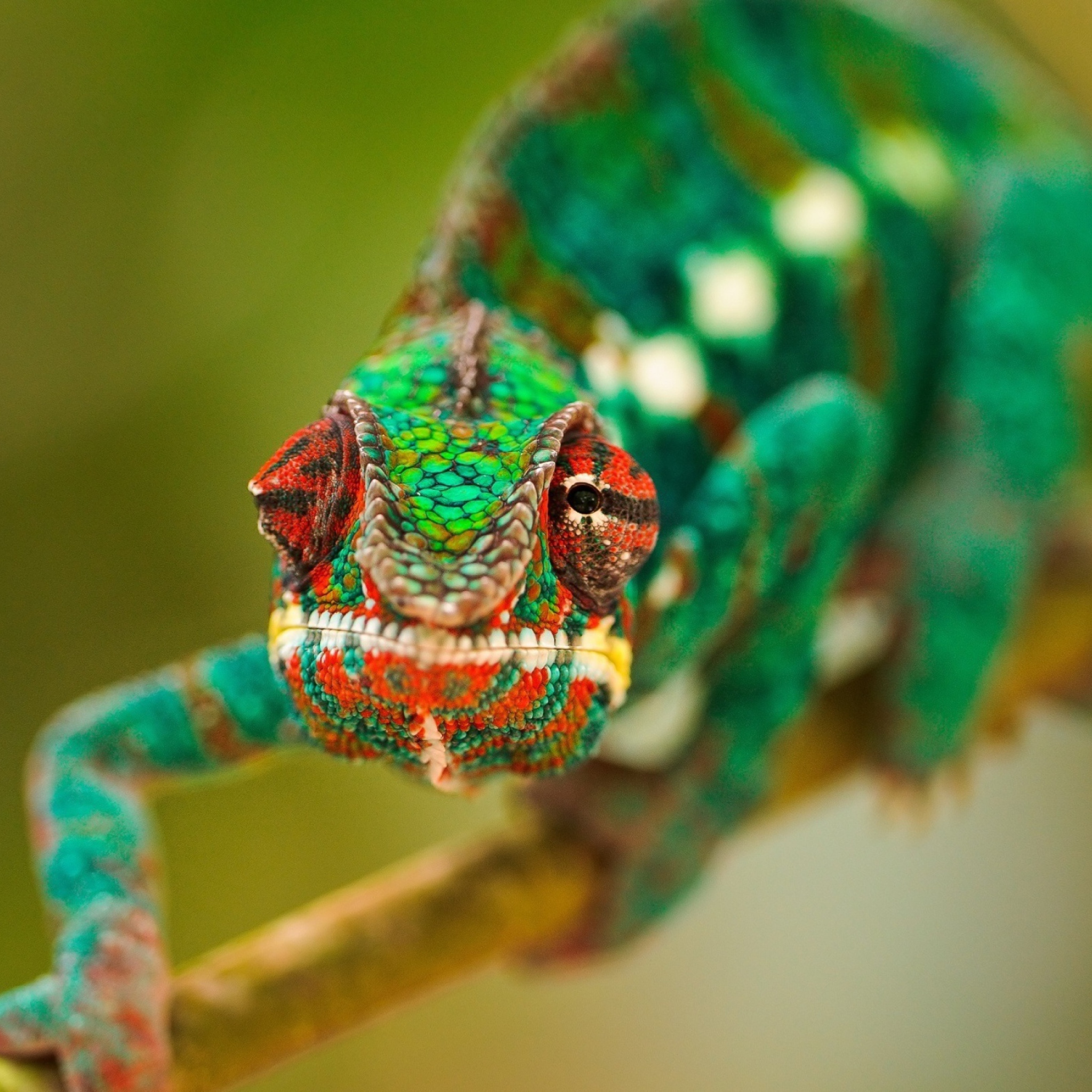 Fondo de pantalla Colorful Chameleon Macro 2048x2048