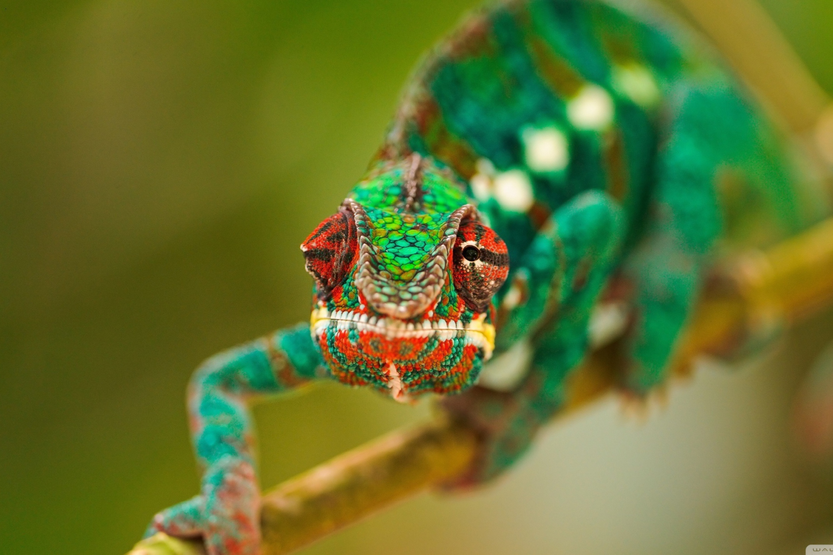 Sfondi Colorful Chameleon Macro 2880x1920