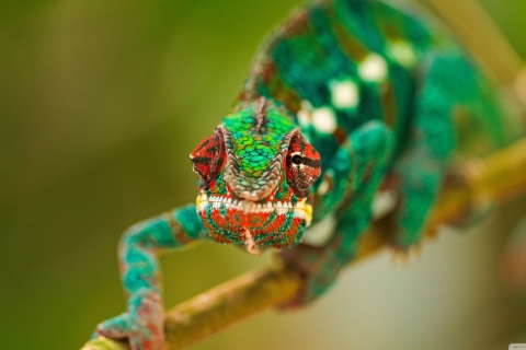 Screenshot №1 pro téma Colorful Chameleon Macro 480x320