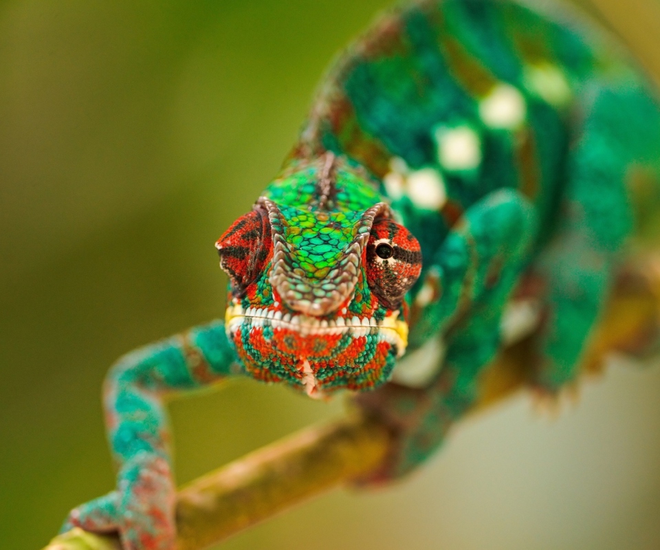 Fondo de pantalla Colorful Chameleon Macro 960x800