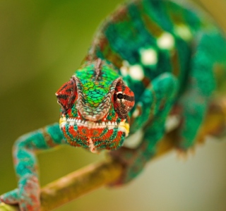 Colorful Chameleon Macro - Obrázkek zdarma pro iPad