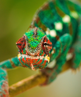 Colorful Chameleon Macro - Obrázkek zdarma pro 750x1334