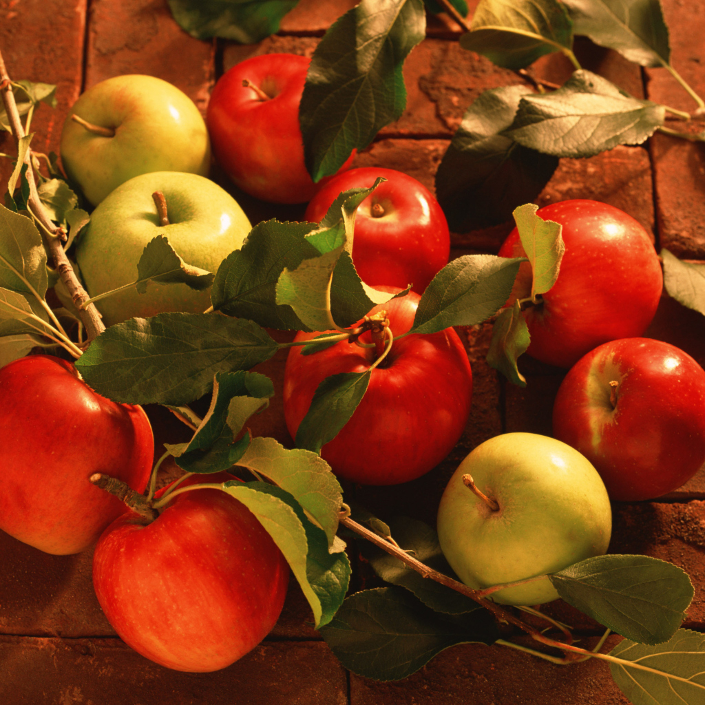 Обои Fresh Autumn Apples 1024x1024
