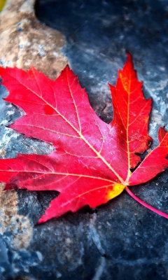 Das Red Maple Leaf Wallpaper 240x400