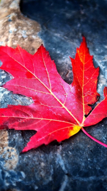 Screenshot №1 pro téma Red Maple Leaf 360x640