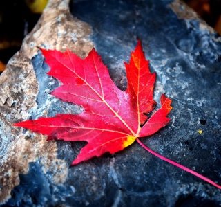 Red Maple Leaf - Obrázkek zdarma pro iPad 3