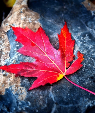 Red Maple Leaf - Obrázkek zdarma pro 176x220