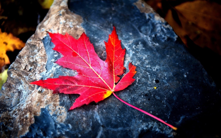 Sfondi Red Maple Leaf