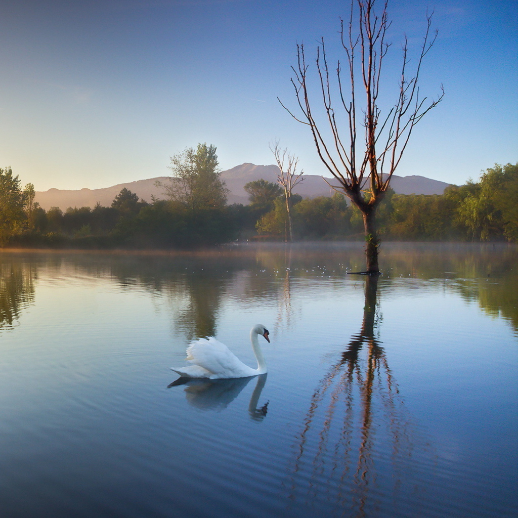 Sfondi White Swan On Lake 1024x1024