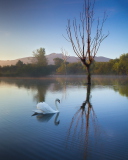 Fondo de pantalla White Swan On Lake 128x160