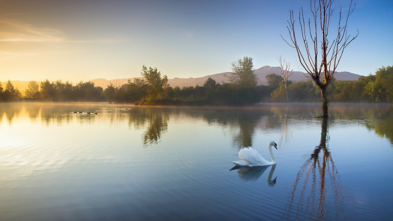 Das White Swan On Lake Wallpaper 1366x768