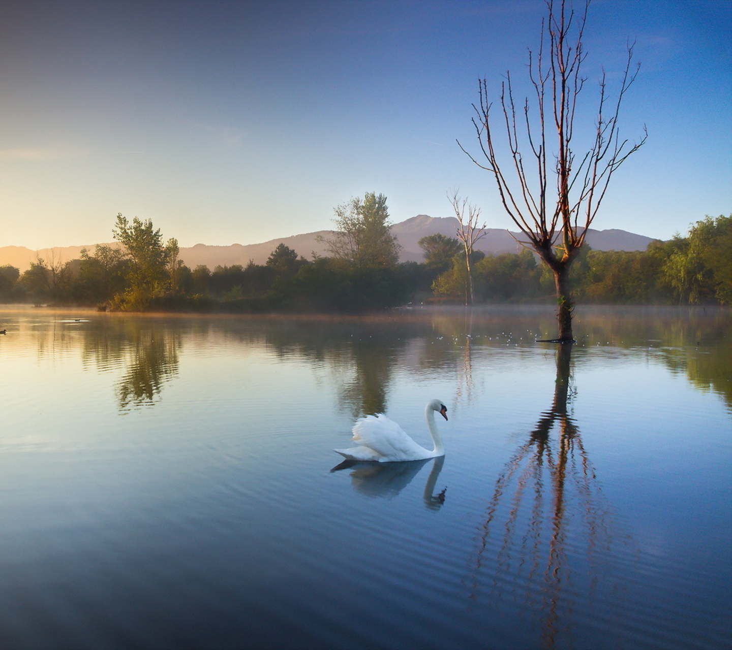 Обои White Swan On Lake 1440x1280