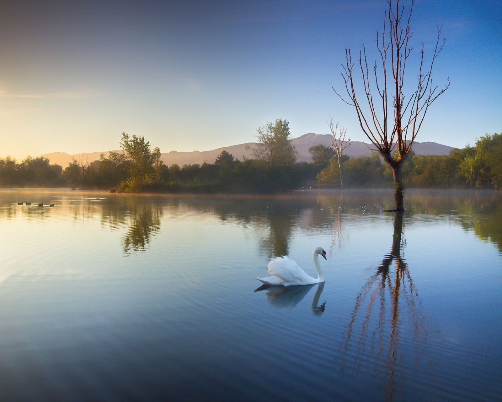 Обои White Swan On Lake 1600x1280