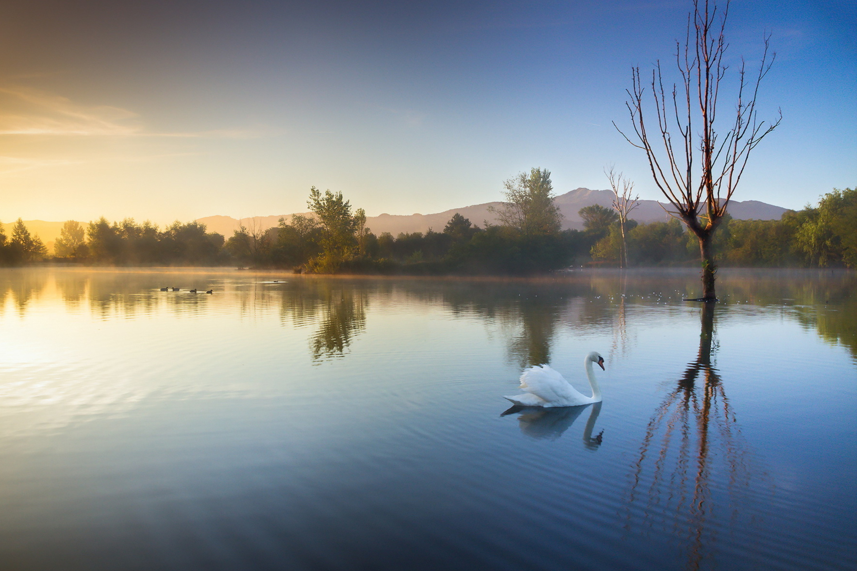Sfondi White Swan On Lake 2880x1920