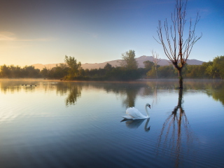Sfondi White Swan On Lake 320x240
