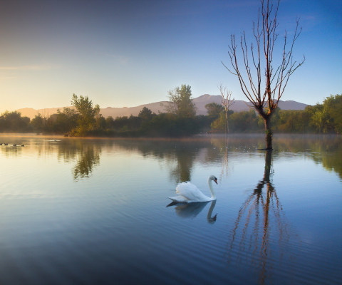 Sfondi White Swan On Lake 480x400