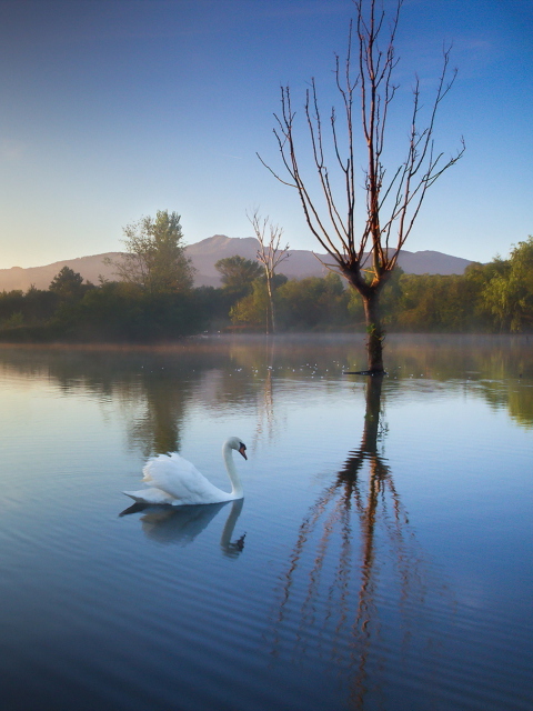 Обои White Swan On Lake 480x640